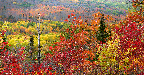 Beautiful autumn landscape stock photo