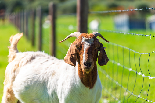 A brown and white goat peeks through a metal fence on a farm, looking directly at the camera.