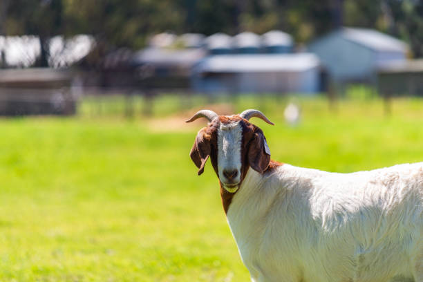 Goat grazing on a daily farm in rural South Australia during winter season