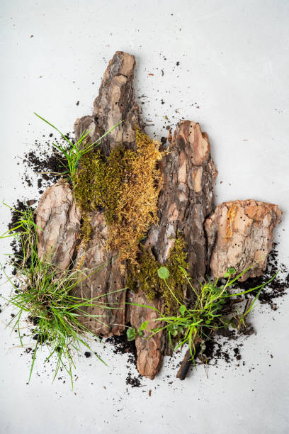 istock Layout made of bark tree and moss for organic cosmetic products on grey with copy space. Environmentally clear nature concept background 1184158015