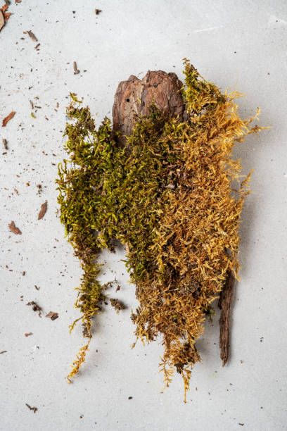 istock Layout made of bark tree and moss for organic cosmetic products on grey with copy space. Environmentally clear nature concept background 1184158152