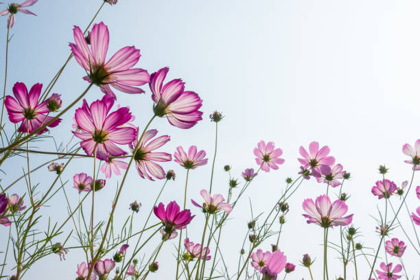 낮은 각도에서 푸른 하늘보기 아래 코스모스 꽃 - cosmos flower cut flowers daisy family blue 뉴스 사진 이미지