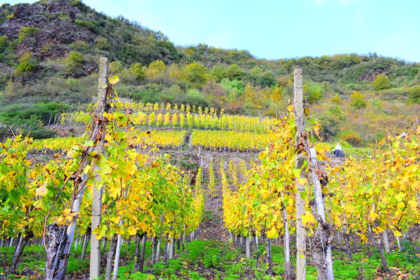 istock vineyards near Cochem, autumn in Mosel valley 1184160717