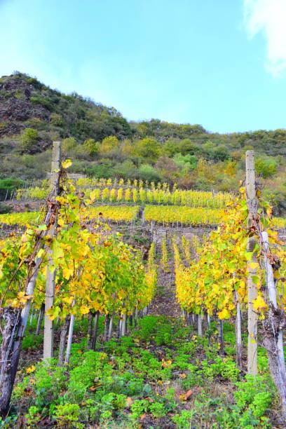 istock vineyards near Cochem, autumn in Mosel valley 1184160988