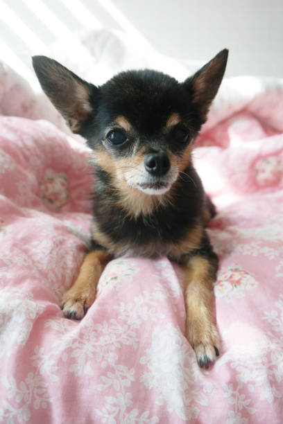 istock Small Chihuahua Dog On The Pink Bed Watching Camera 1184161716