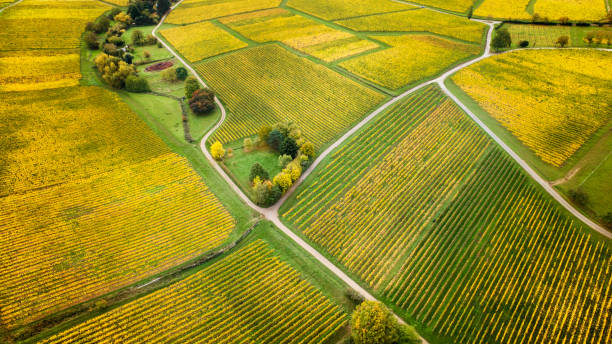 istock Autumnal vineyard, aerial view 1184163343