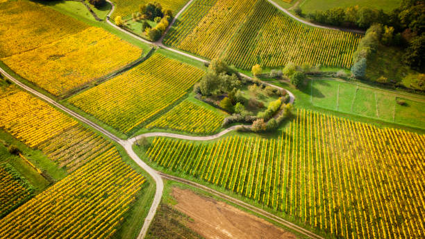 istock Autumnal vineyard, aerial view 1184163377