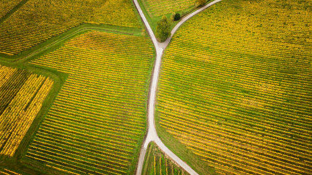 istock Autumnal vineyard, aerial view 1184163395