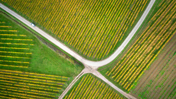 istock Autumnal vineyard, aerial view 1184163412