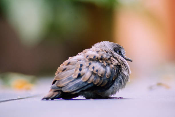 Remains of poor black bird, Plague of bird, Avian Influenza type A H5N1, Plague from Poultry