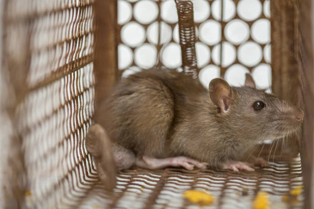 istock Rat in cage mousetrap on white background 1184164804