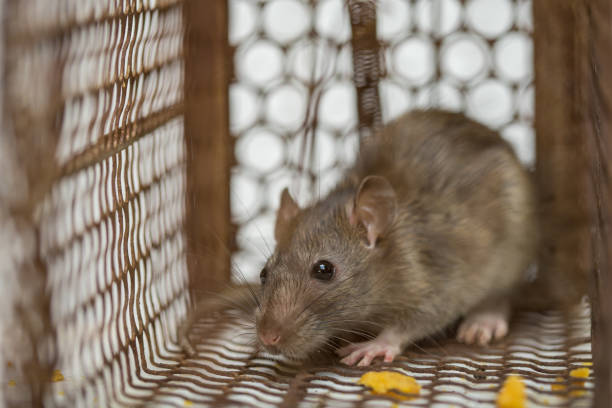istock Rat in cage mousetrap on white background 1184164813