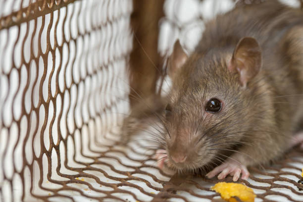 istock Rat in cage mousetrap on white background 1184164823