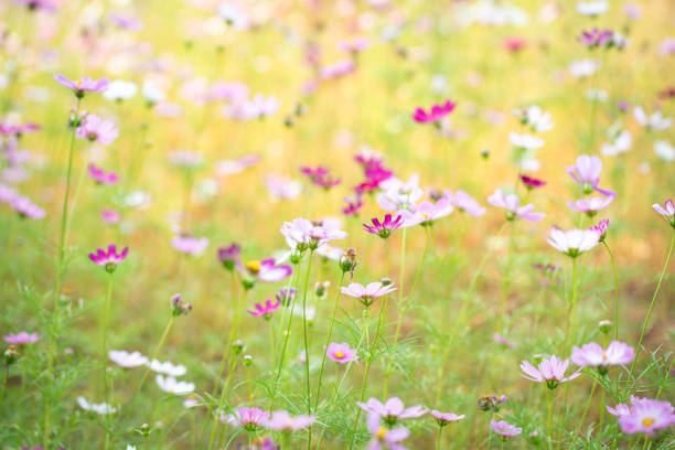 fleur colorée de cosmos sous le soleil - cosmos flower cut flowers daisy family blue photos et images de collection