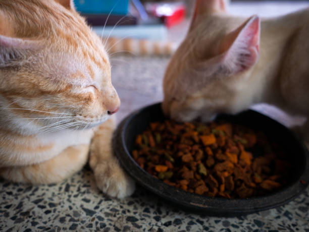 istock Yellow Cat Waiting for Another Cat Eat 1184165040
