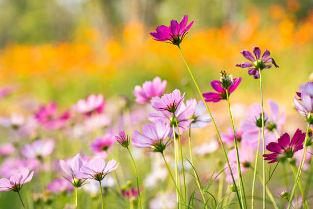 colorful cosmos flower under sunshine - cosmos flower cut flowers daisy family blue imagens e fotografias de stock