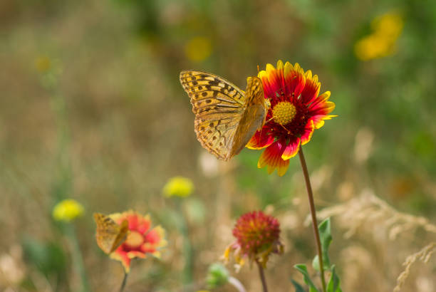 campo selvaggio estivo con fiori e farfalle selvatiche calde indiane - gaillardia pulchella foto e immagini stock