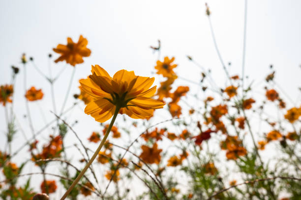 golden cosmos flower under blue sky view at low angle - cosmos flower cut flowers daisy family blue imagens e fotografias de stock