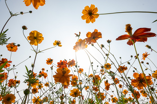golden cosmos flower under blue sky view at low angle