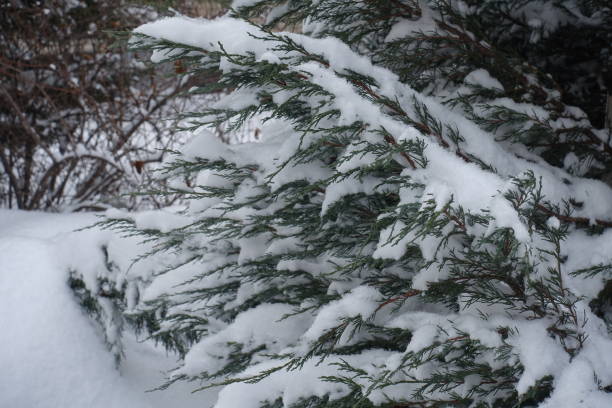 istock Thick layer of snow covering branches of juniper in winter 1184166363