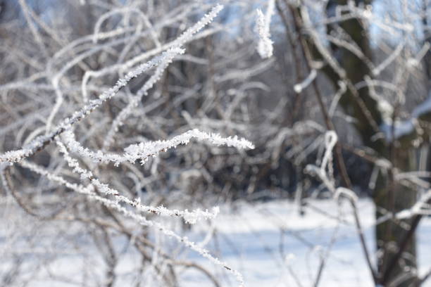 冬の薄い枝の霜の脆弱な白い結晶 - snow leaf branch winter ストックフォトと画像
