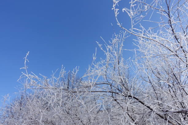 istock Branches covered with hoar frost against blue sky in winter 1184166555