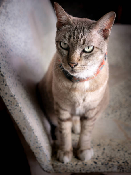 istock Tabby Cat Sitting on The Chair 1184167447