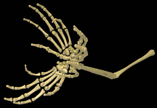 istock Skeleton Arm Bones, Fifteen Fingers 1184167675
