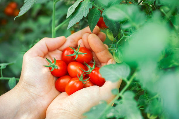 istock Fresh harvested cherry tomatoes in hands 1184169780