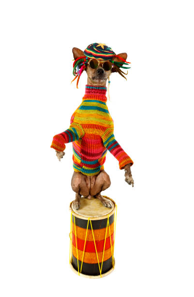 istock Xoloitzcuintli dog standing up on its hind legs on the drum over white 1184170435
