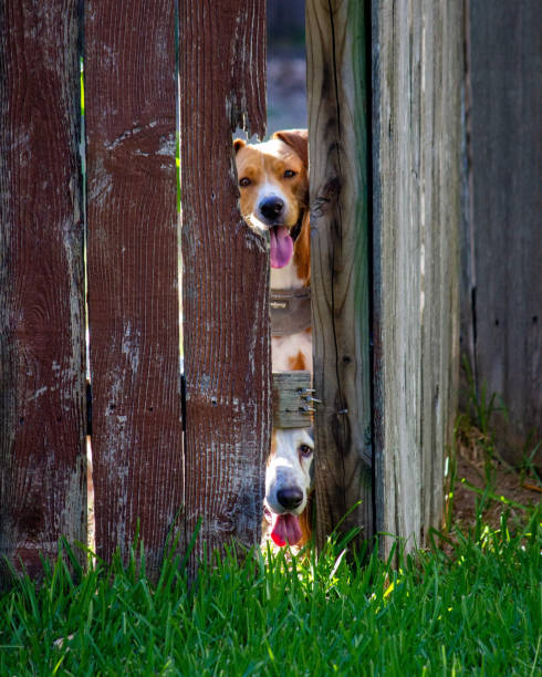 istock Dogs peeking through fence 1184170518