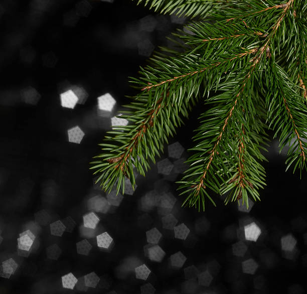istock green fir branch detail 118417256