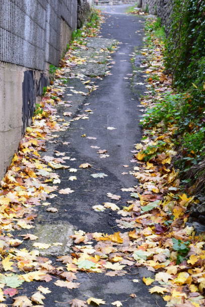 istock small path with fallen leaves, autumn in Ahr valley 1184172590