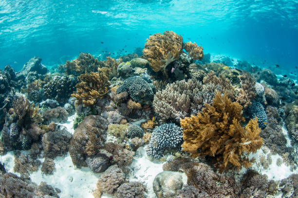 istock Beautiful Coral Reef in Indonesia 1184172933