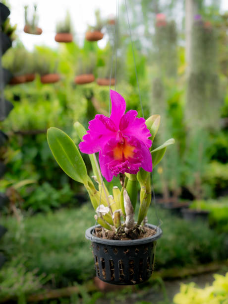 Pink Cattleya Hanging on The Pot The Pink Cattleya Hanging on The Pot in The Garden cattleya magenta orchid tropical climate stock pictures, royalty-free photos & images