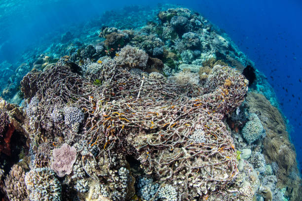 istock Ghost Fishing Net on Coral Reef 1184173085