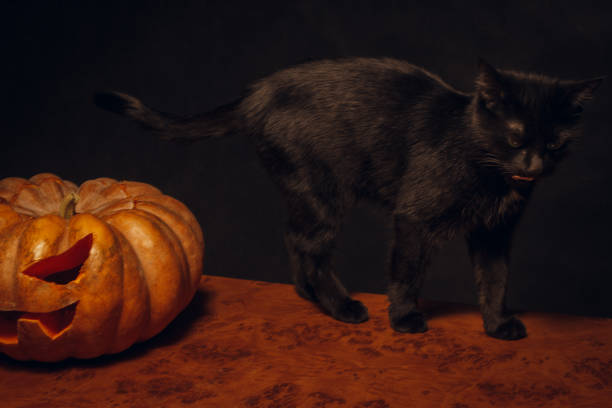 istock Black little cat with pumpkin 1184173293