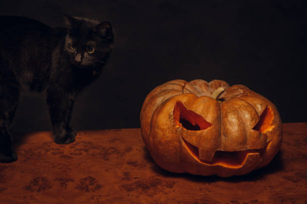 istock Black cute little cat with pumpkin 1184173309