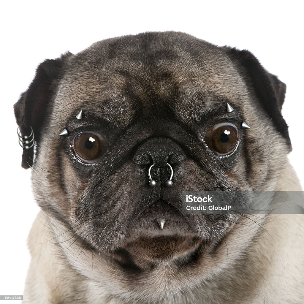 Portrait de Carlin avec nez et vos piercings visage - Photo de Animaux de compagnie libre de droits