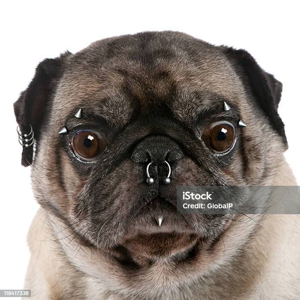 Retrato De Pug Com O Nariz E Piercings Facial - Fotografias de stock e mais imagens de Animal - Animal, Animal Doméstico, Animal de Estimação