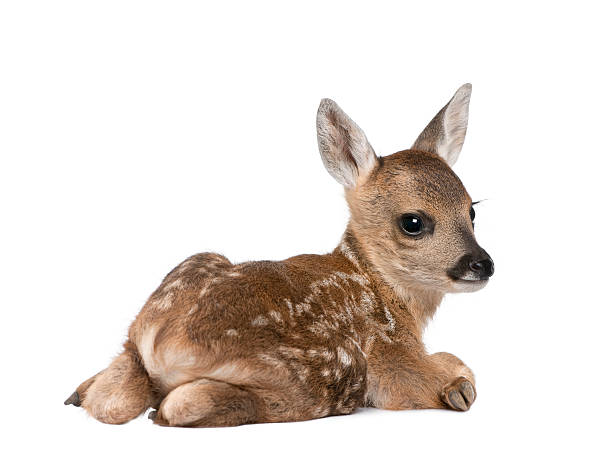 istock Portrait of Roe Deer Fawn lying down against white background 118417360