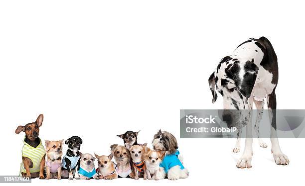 Grande Cane Guardando Piccoli Cuccioli Su Sfondo Bianco - Fotografie stock e altre immagini di Cane