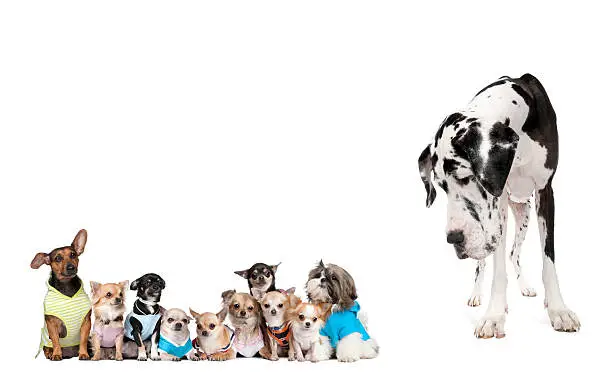 Photo of Large dog looking at small puppies against white background