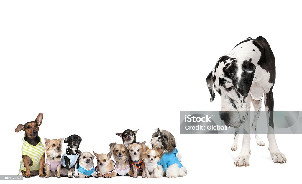 Duży Pies patrzy na małe piesków na białym tle - Zbiór zdjęć royalty-free (Pies)