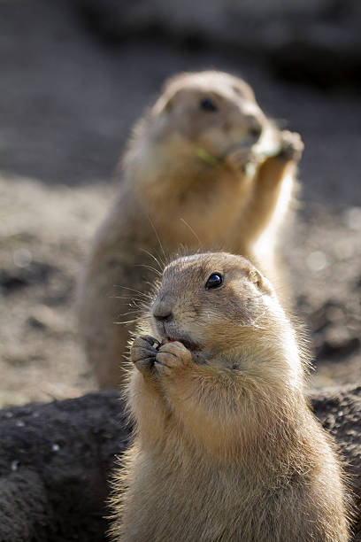 istock eating prairie dogs 118417478