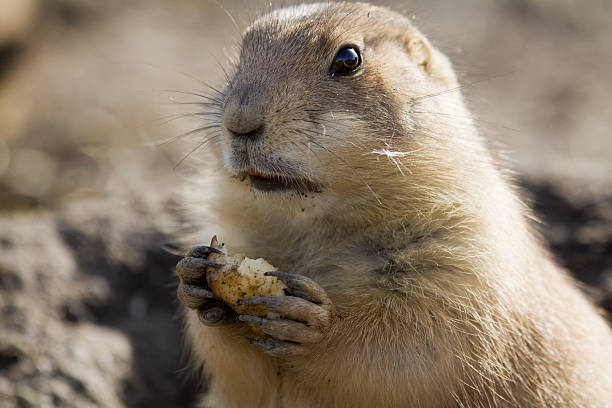 istock close-up of a prairie dog 118417483