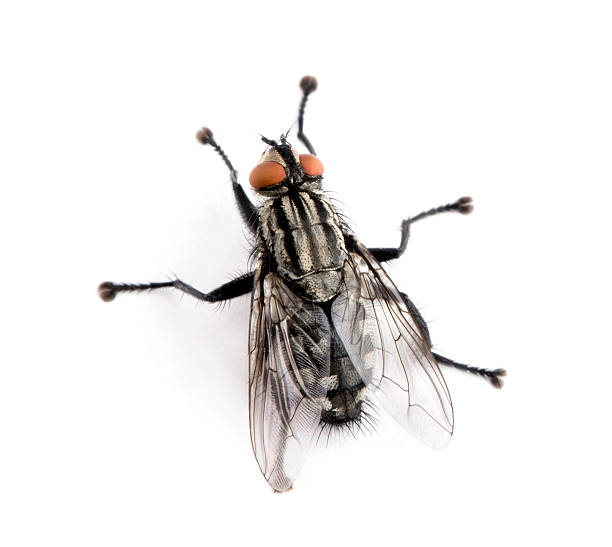 Flesh fly in front of white background, studio shot  flesh fly photos stock pictures, royalty-free photos & images