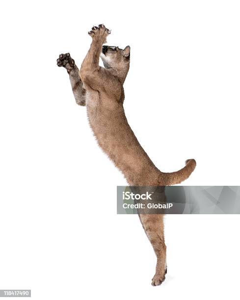 Puma Cub Del Salto Del Aire En Contra Fondo Blanco Foto De Estudio Foto de stock y más banco de imágenes de Almohadillas - Pata de animal