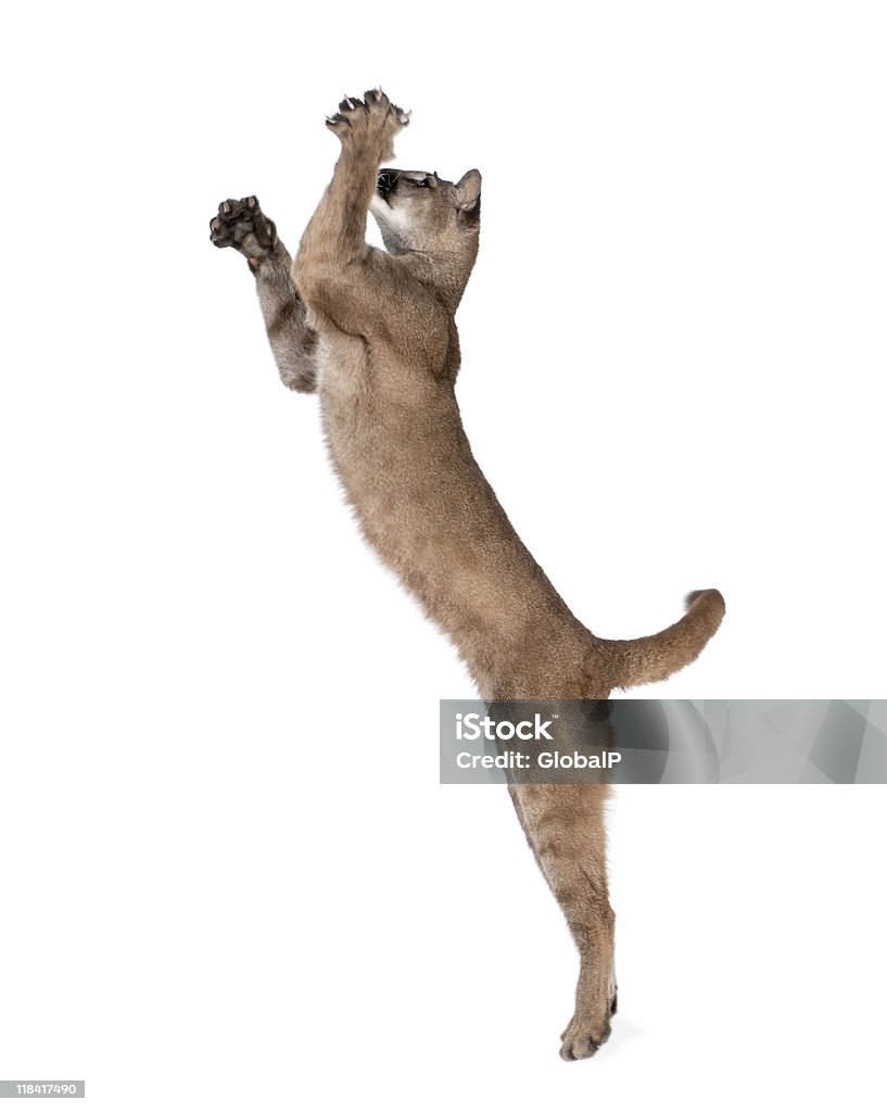 Puma cub i salti in midair contro sfondo bianco, studio colpo - Foto stock royalty-free di Grande felino