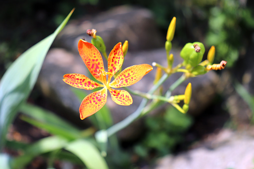 Closeup of plant Iris domestica, commonly known as leopard flower .Has healing effects,blurred background.